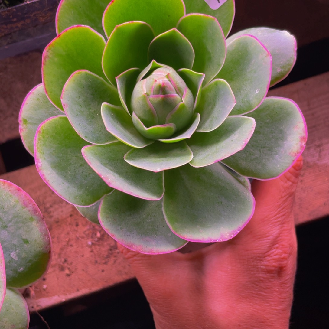 快****6黄帕168多肉花卉