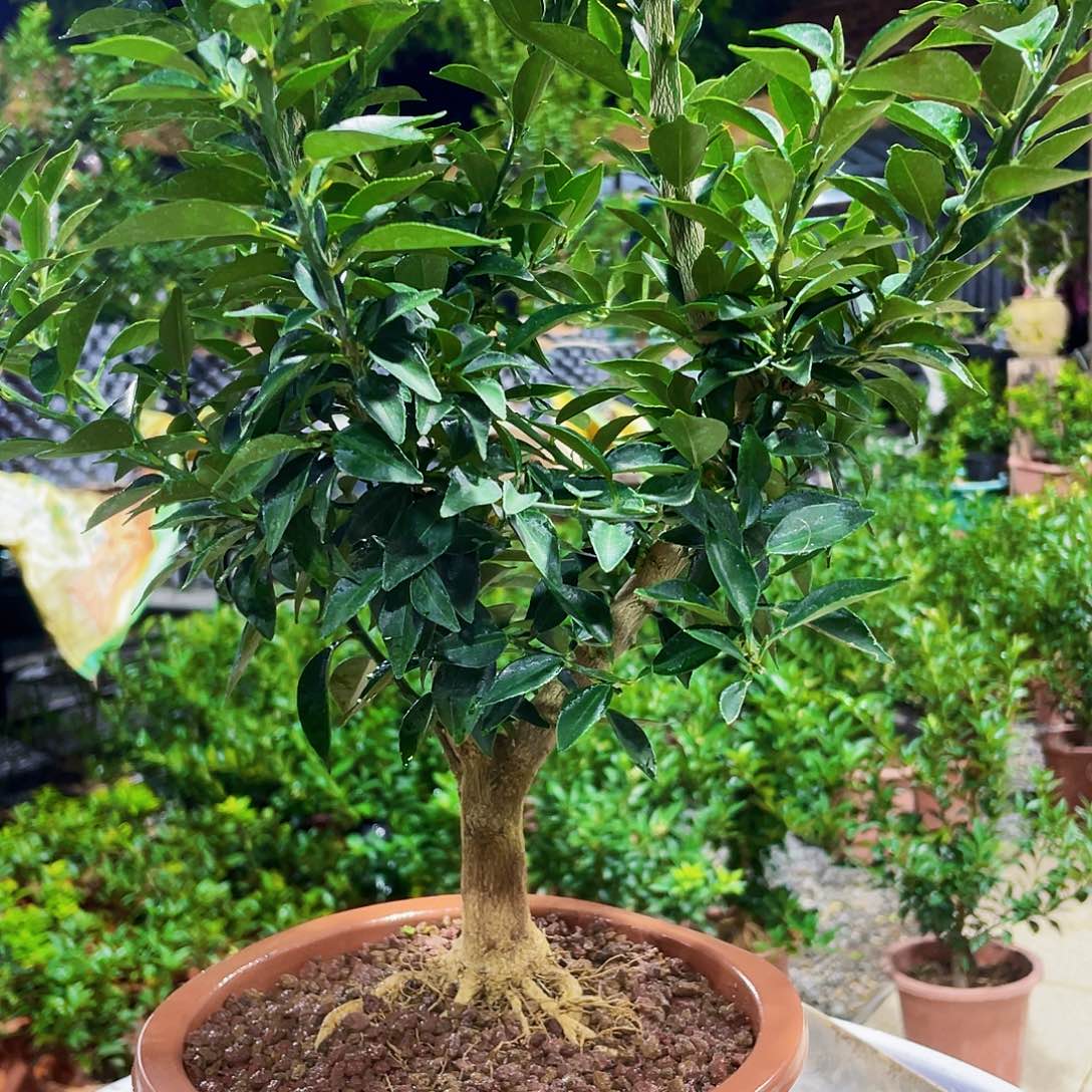 完全开放我****年出v必备技能将计就计就很好