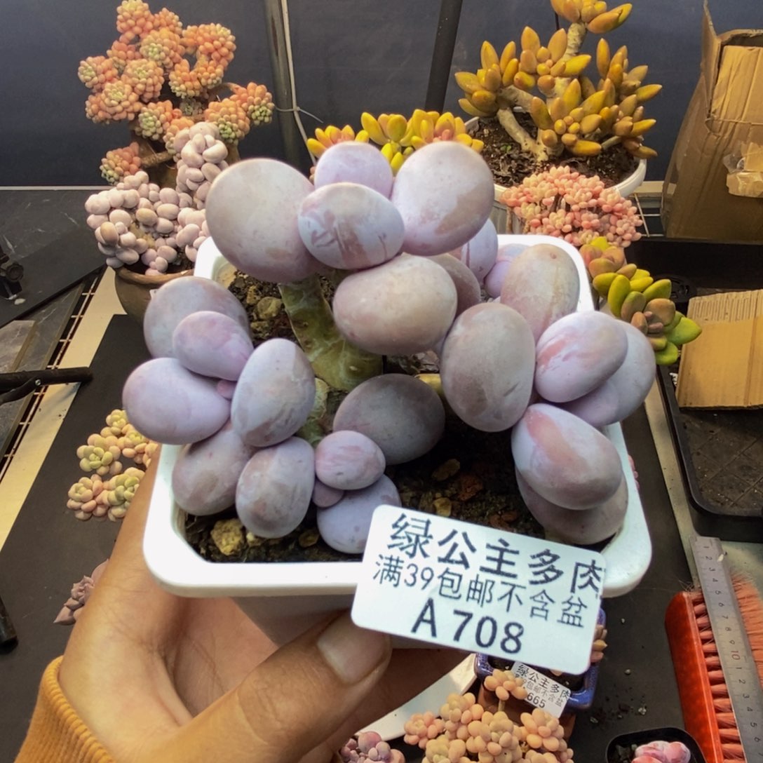 708水光针多肉8c m