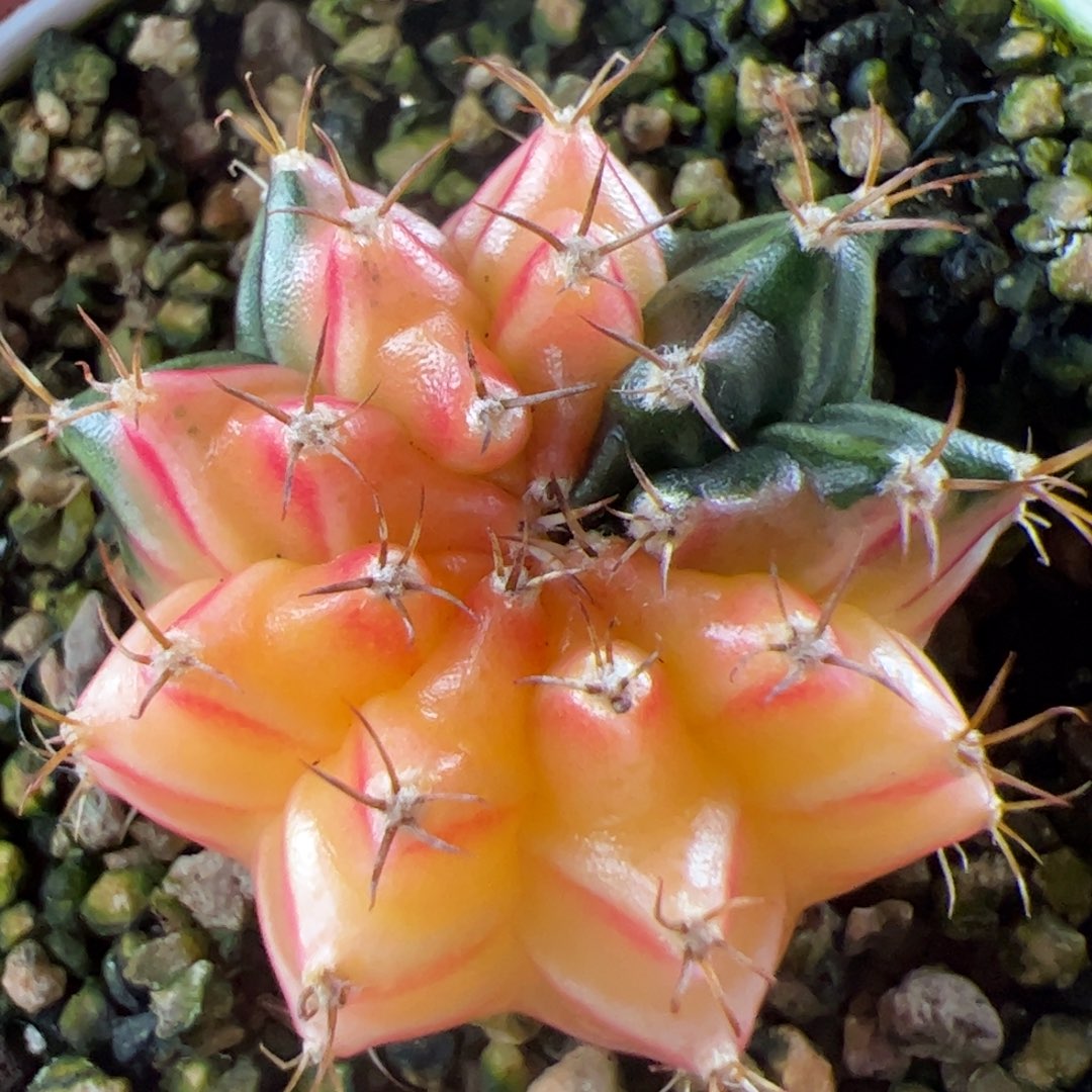 当前无花栽培后可以开花764