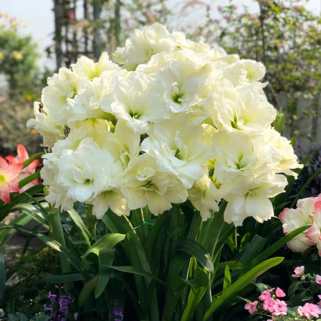 进口朱顶红种球重瓣【阿弗雷】 1颗包邮