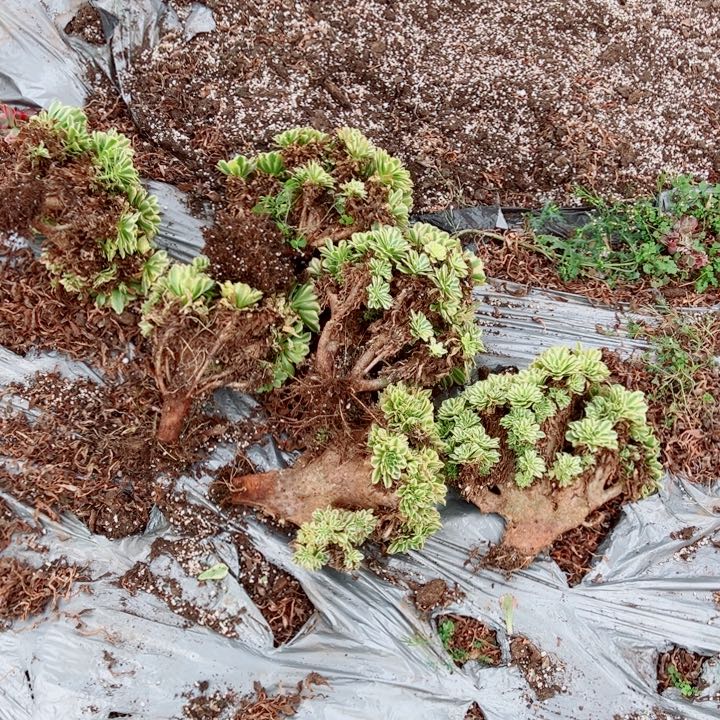 碧玉醉话量拍多肉法师