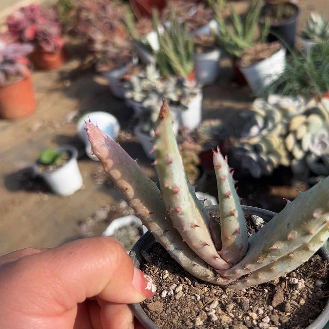 多肉植物好望角芦荟