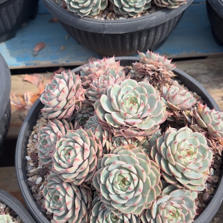 笨吧  小精控  25        