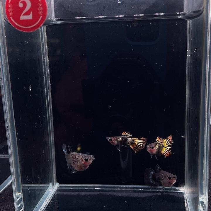 孔雀鱼小蜜蜂种鱼2对4条