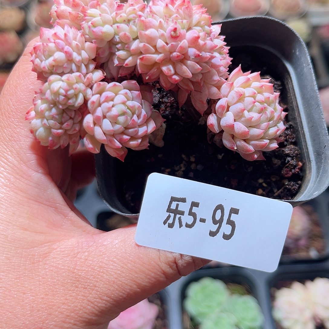 乐5-95 小粉梅缀化