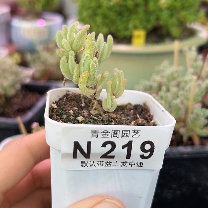 219橙叶锦福利优选