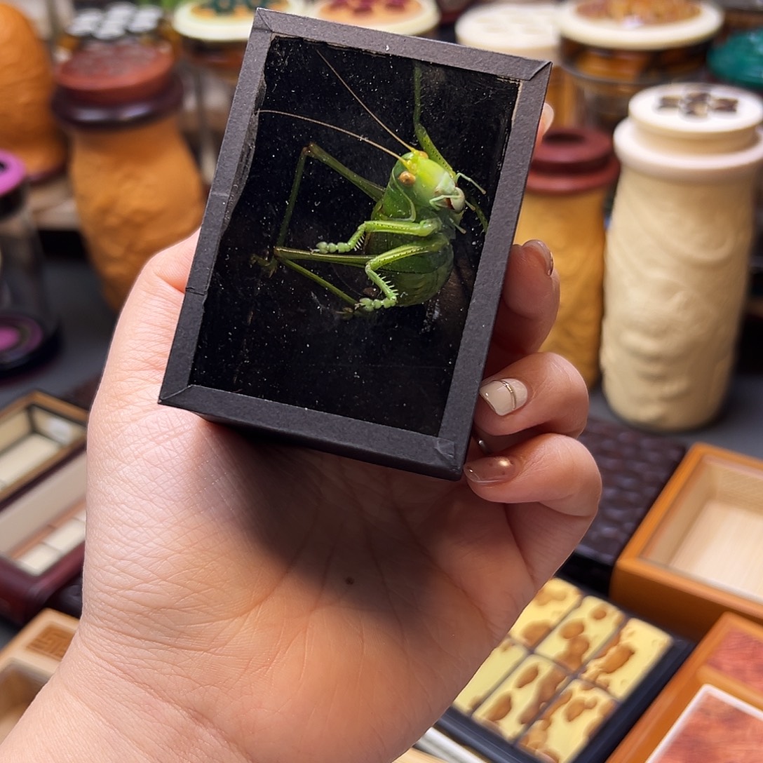 翡翠绿一只蝈蝈哈