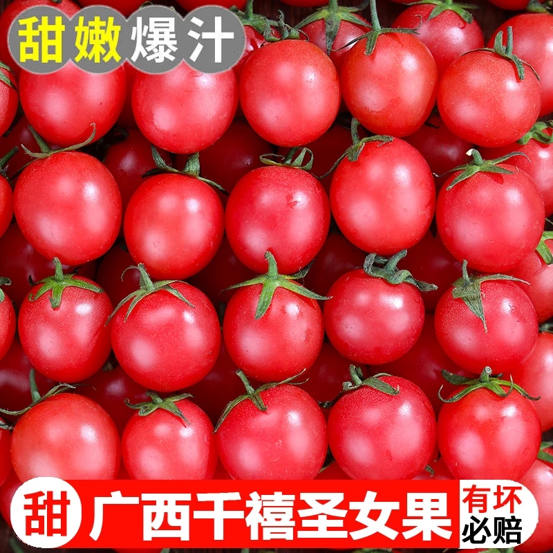 P广西圣女果5斤小番茄饱满多汁产地直发坏果包赔新鲜采摘