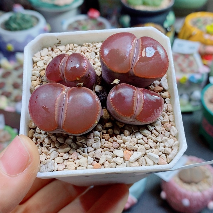 山***水生石花花花花花花花花355