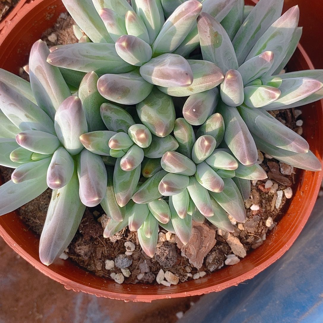 多肉植物凤羽大群