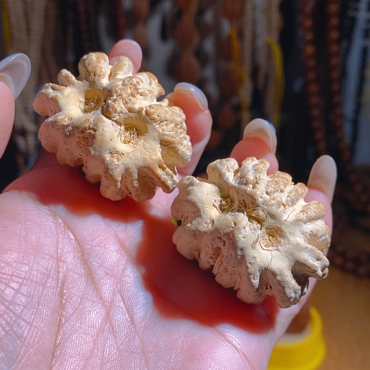 野生大橄榄核猫头鹰