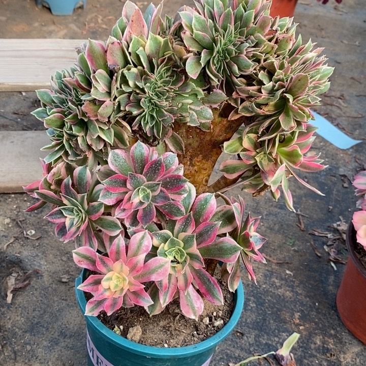 女神缀14多肉植物法师法师