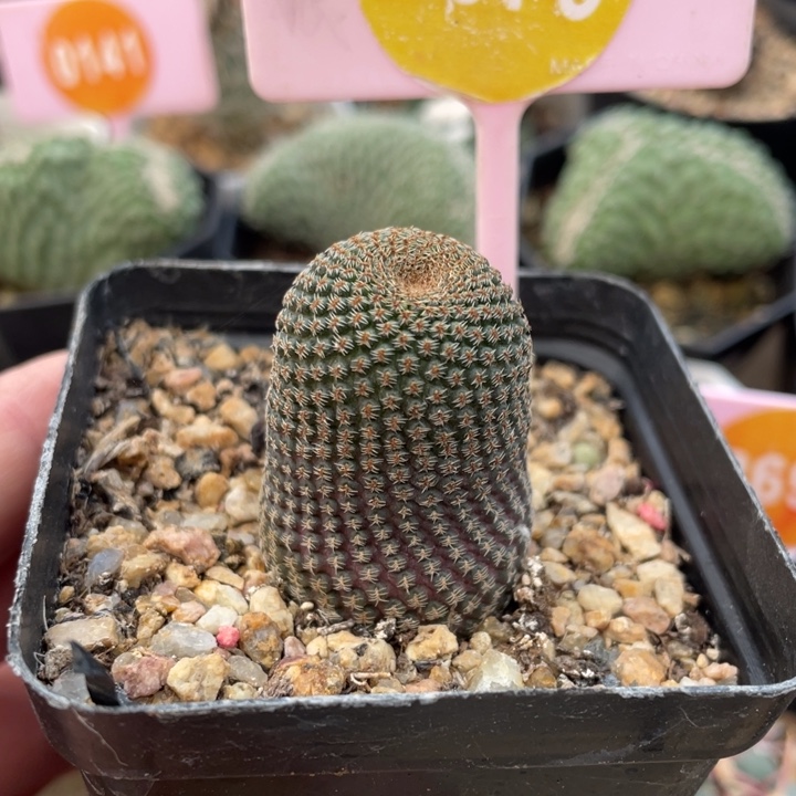 黑斜子一棵26790000