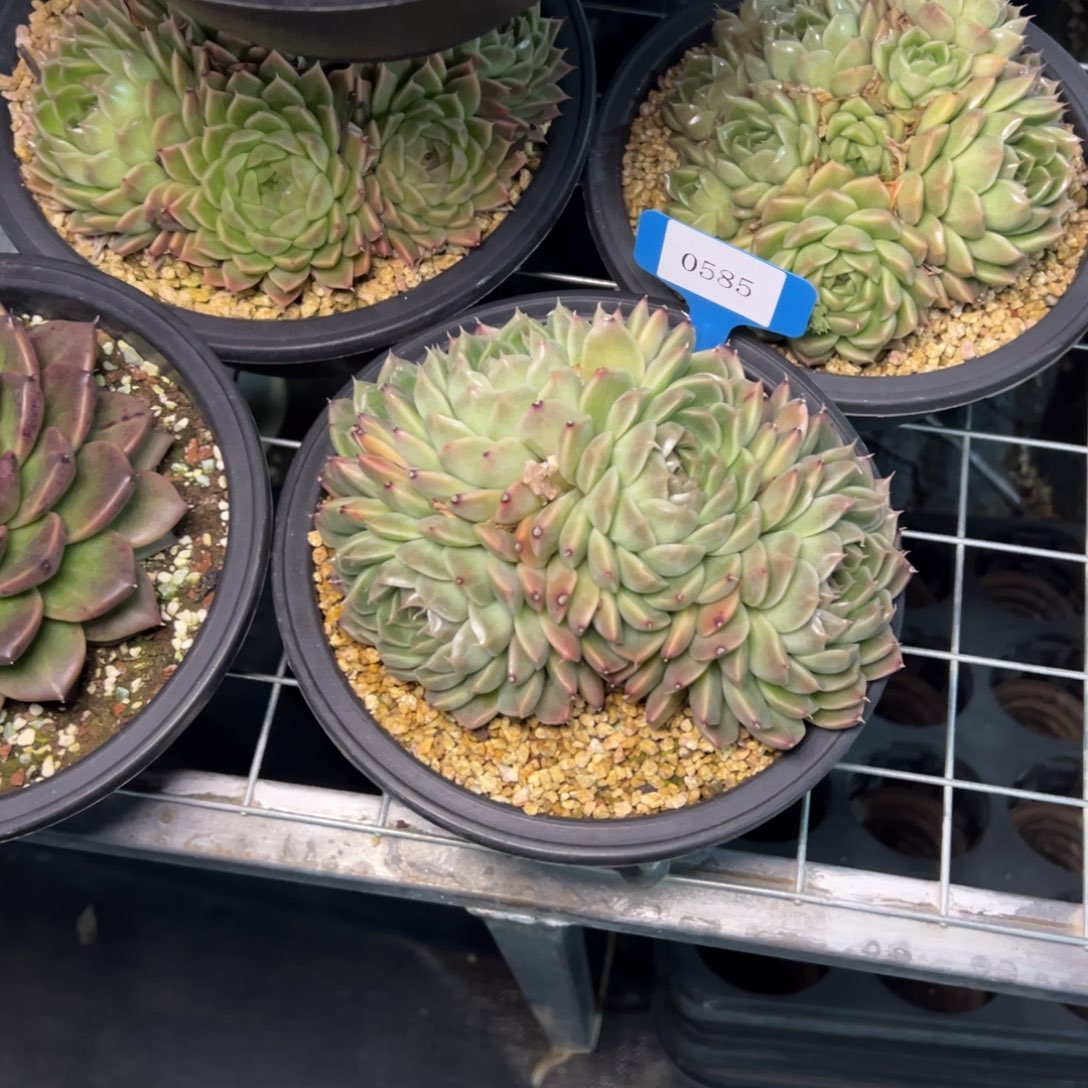 Z****霞0585肉多么哟多么多哦