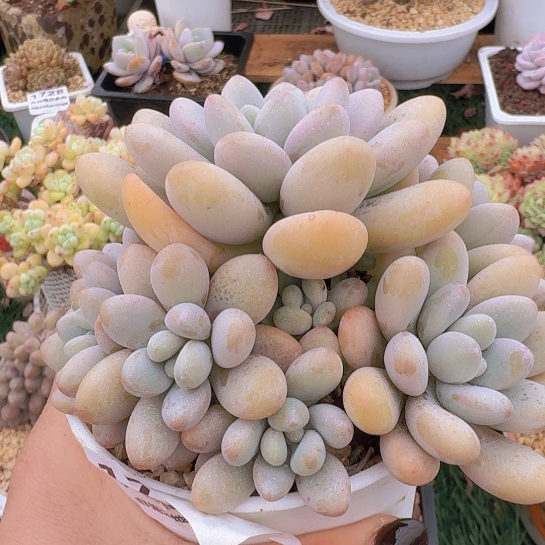 1744一物一拍（满28包邮）