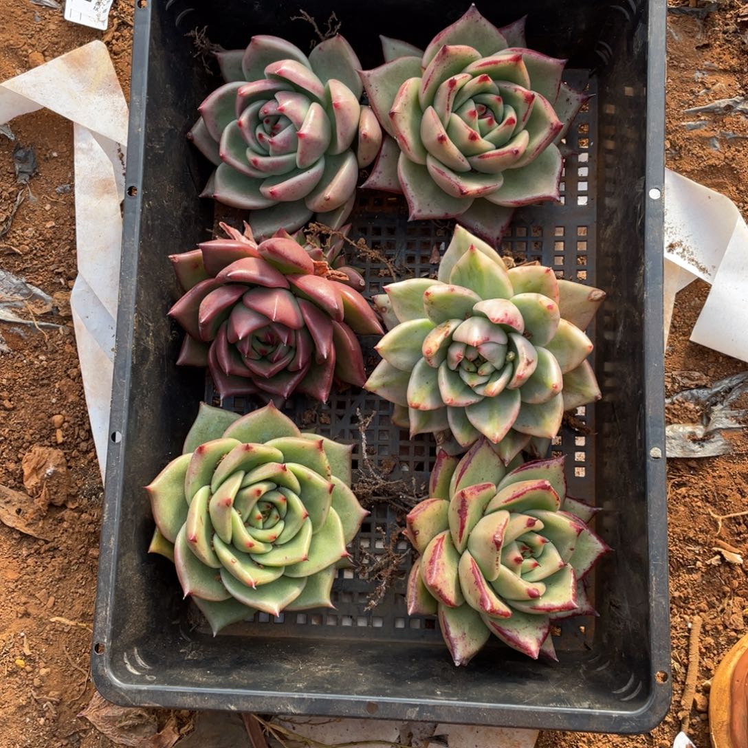 无花朵若如东云筐拍B498