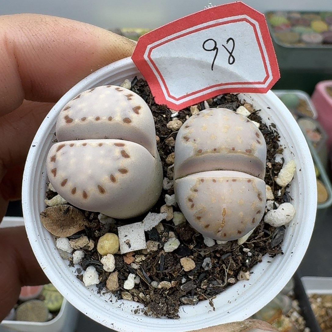 98多肉哈哈哈哈哈哈哈哈