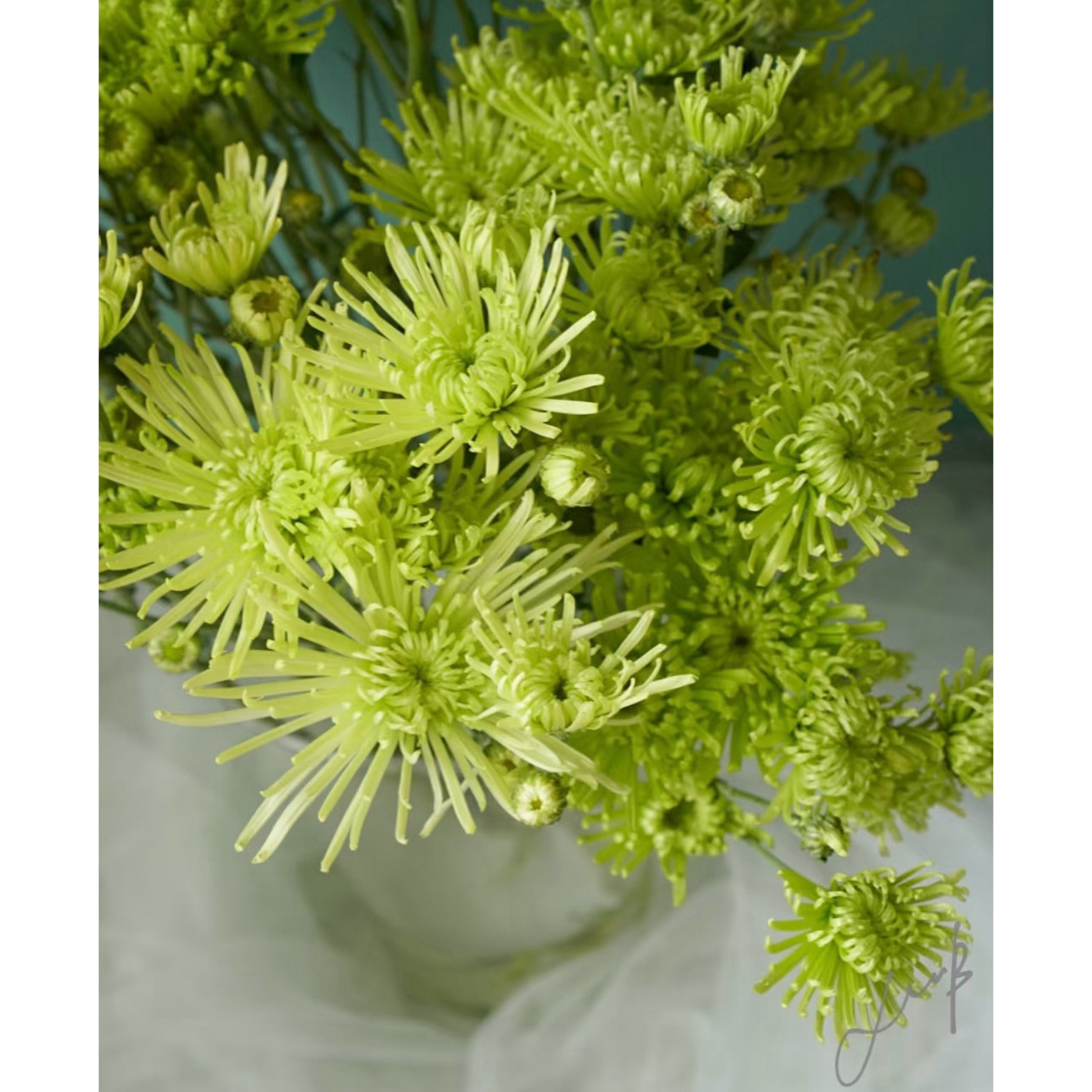 【杨鹏鲜花】多头安娜绿烟花菊 超长待机 云南鲜花包邮