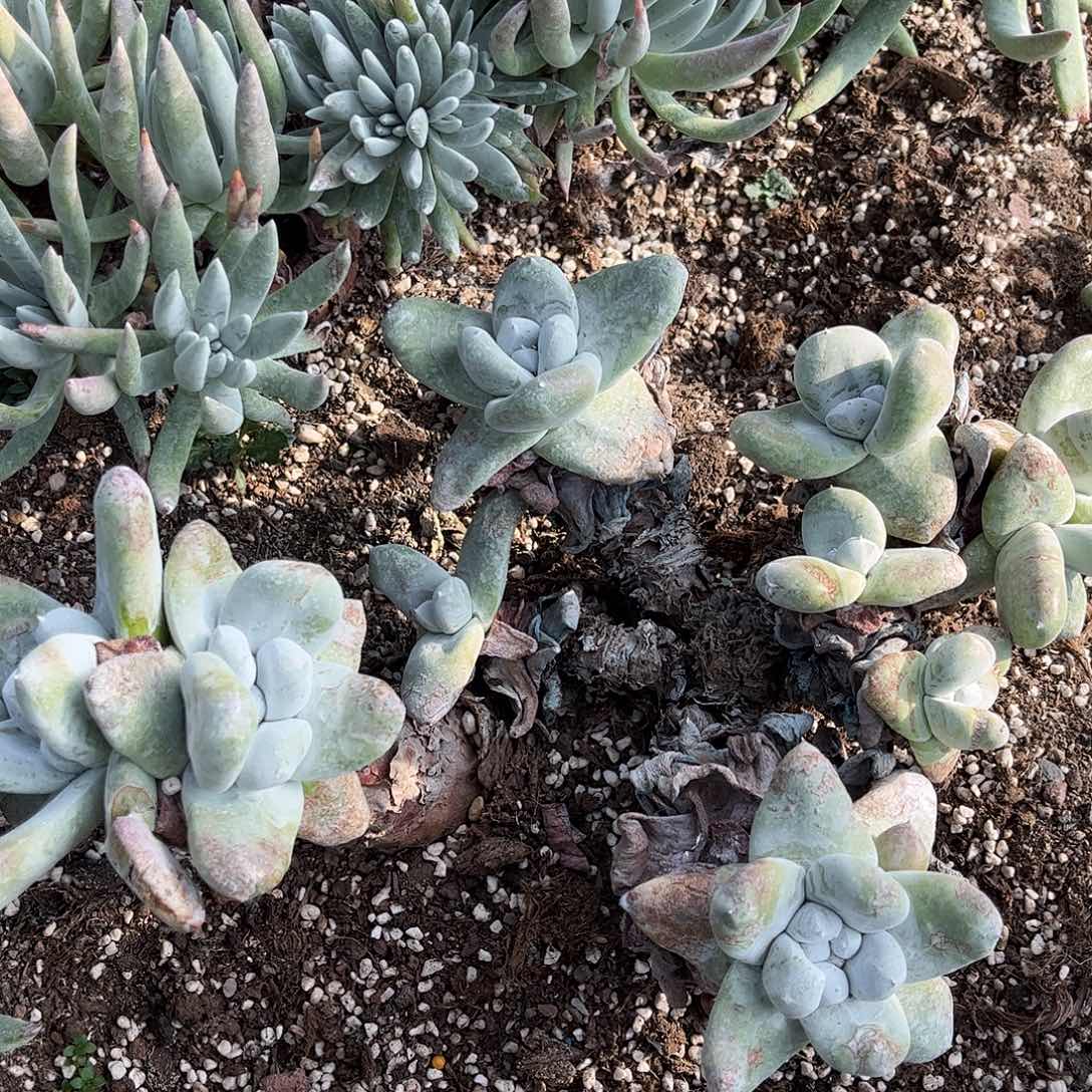 8068拇指仙女杯多肉