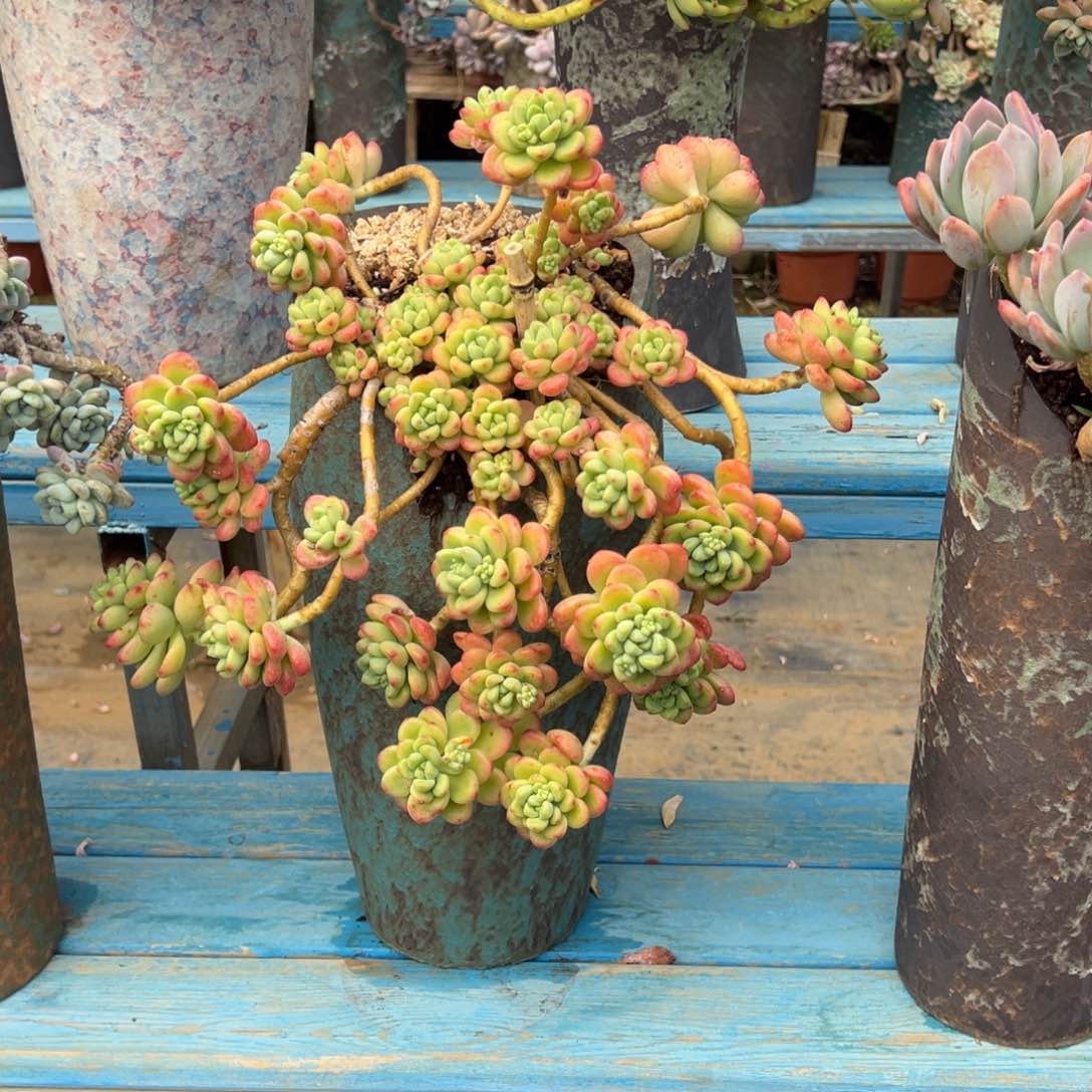 精品香格里拉妖桩 裸根