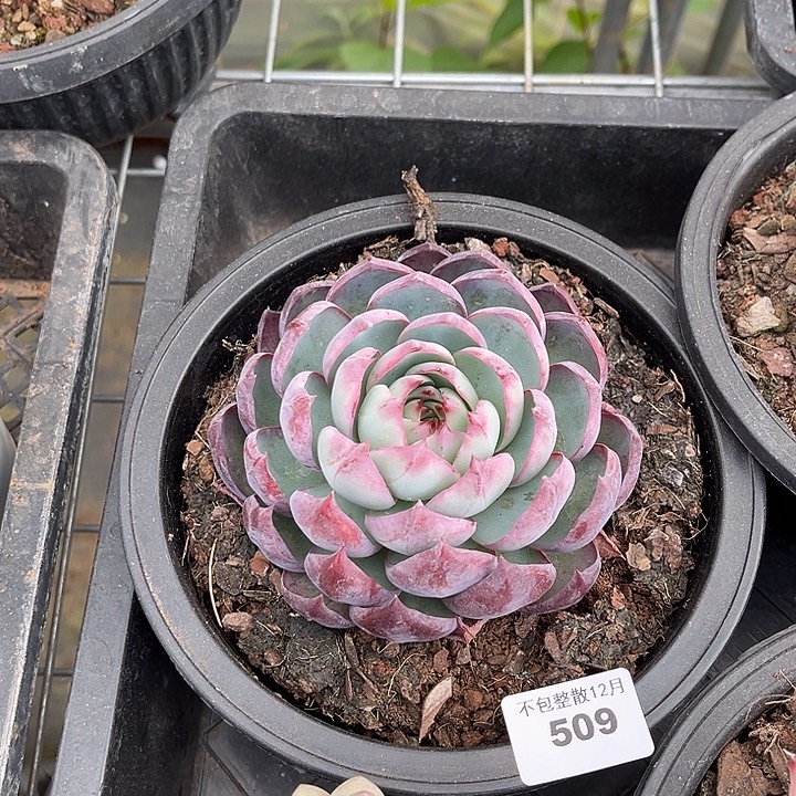 阿雅园艺。      509惊鸿