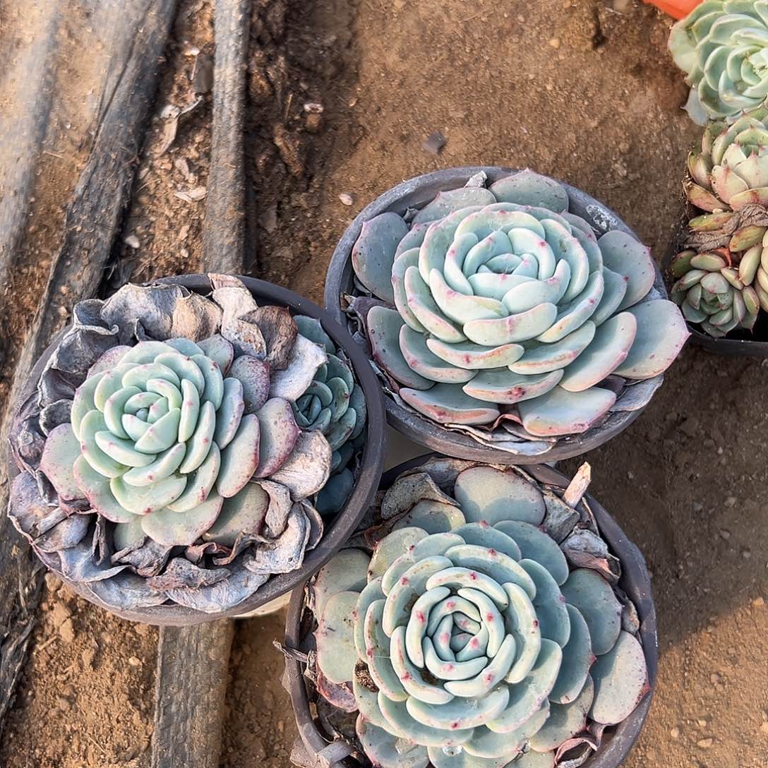 多肉植物三颗劳伦斯单头