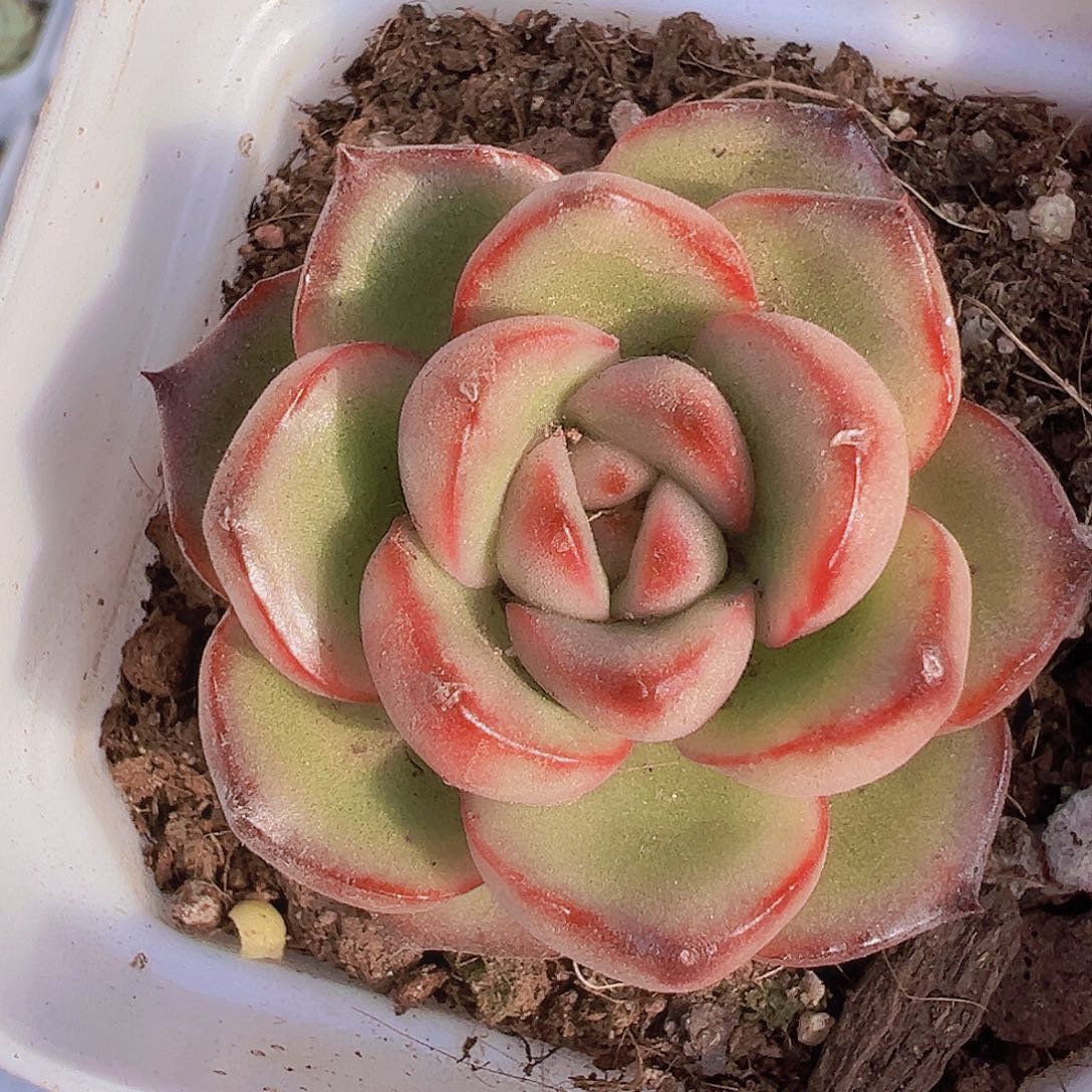 万宝龙19包邮多肉