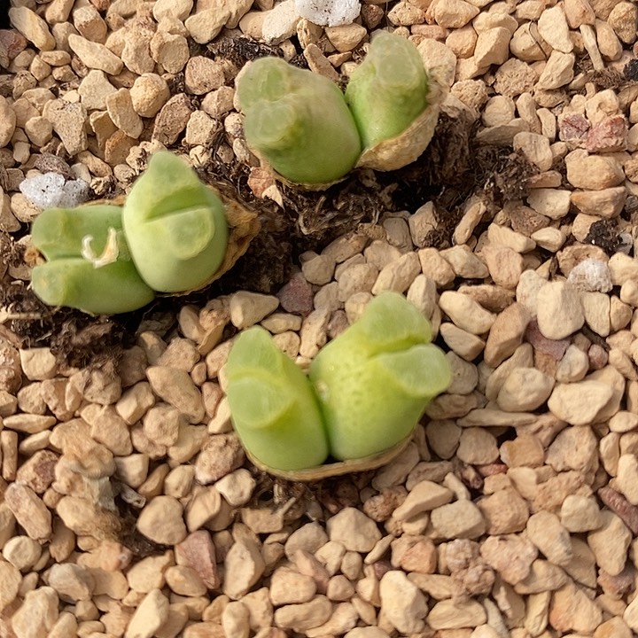 831双头超级奶瓶风铃一颗
