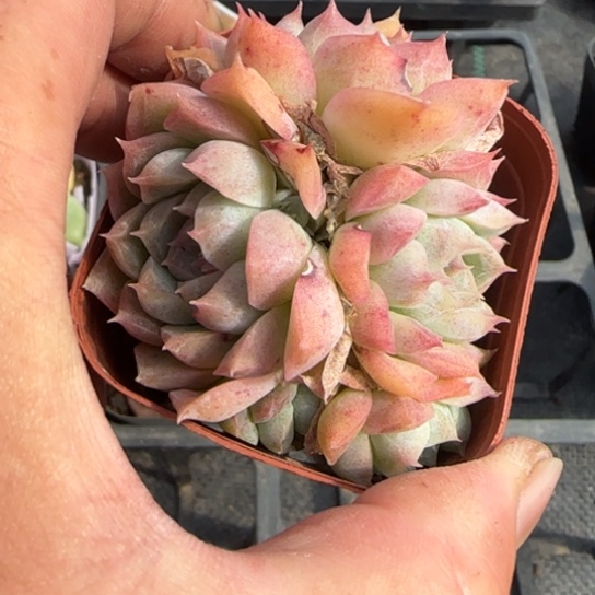 90桃熏一物一拍多肉