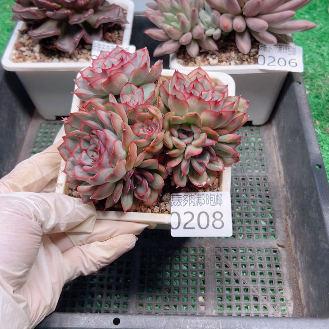 多肉一物一拍植物0208