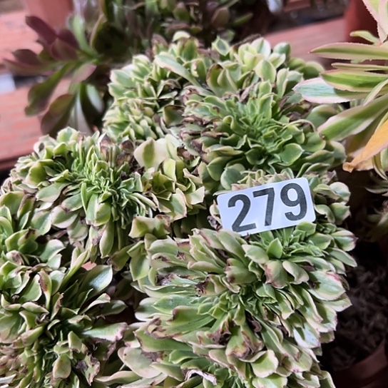 ****。多肉植物一个绿豆沙279