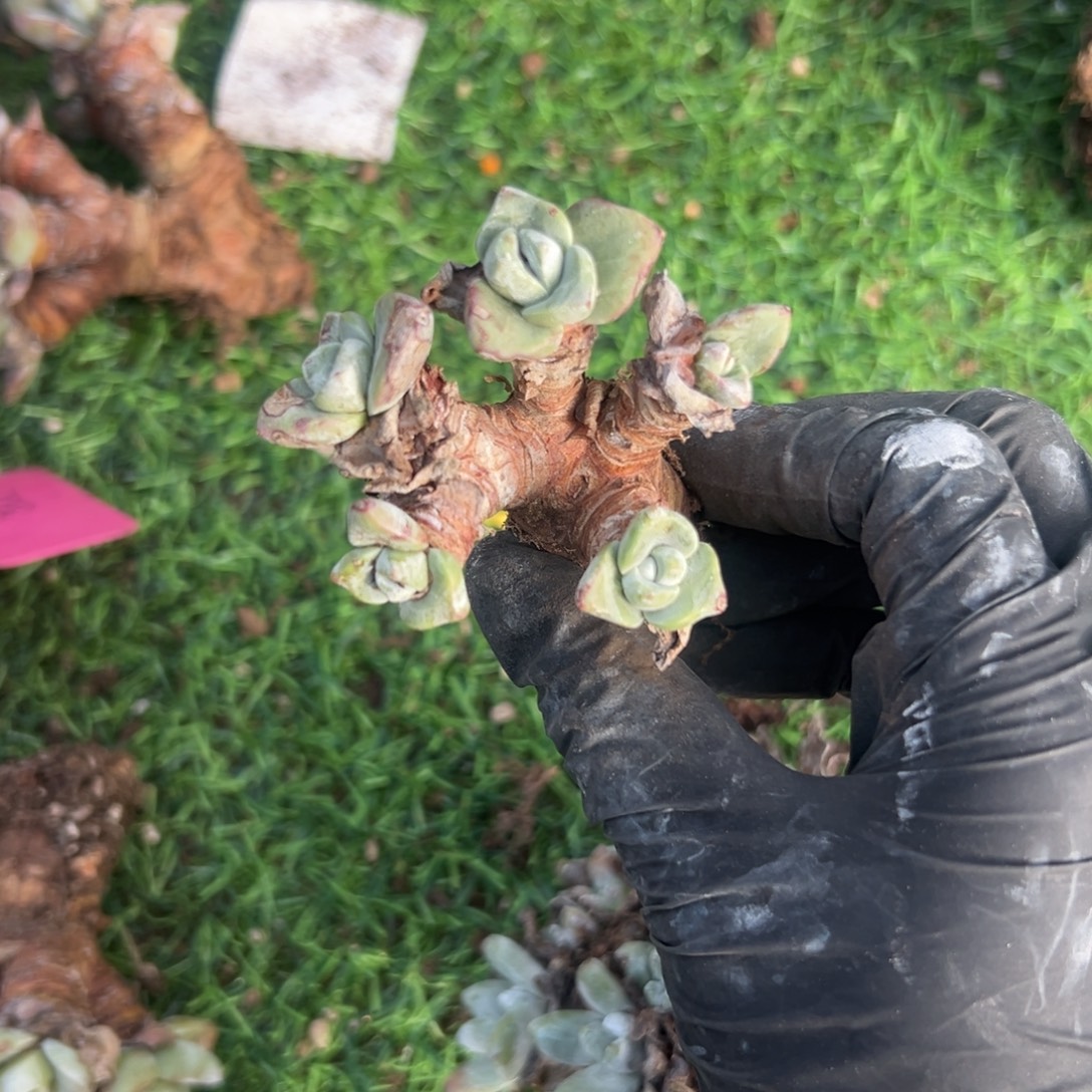 酣***)谢谢姐姐～一物一拍1904