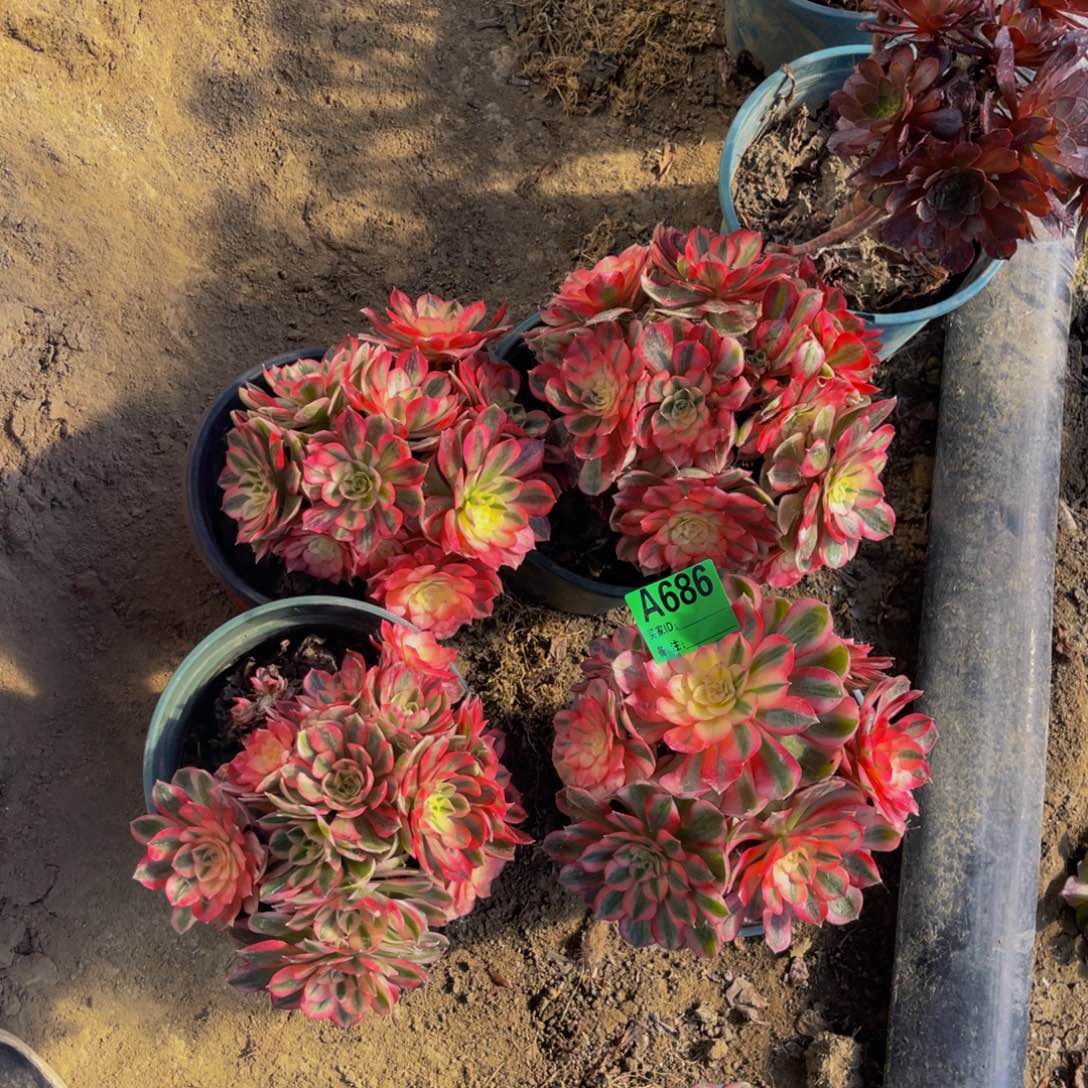 四颗倾城法师6-35