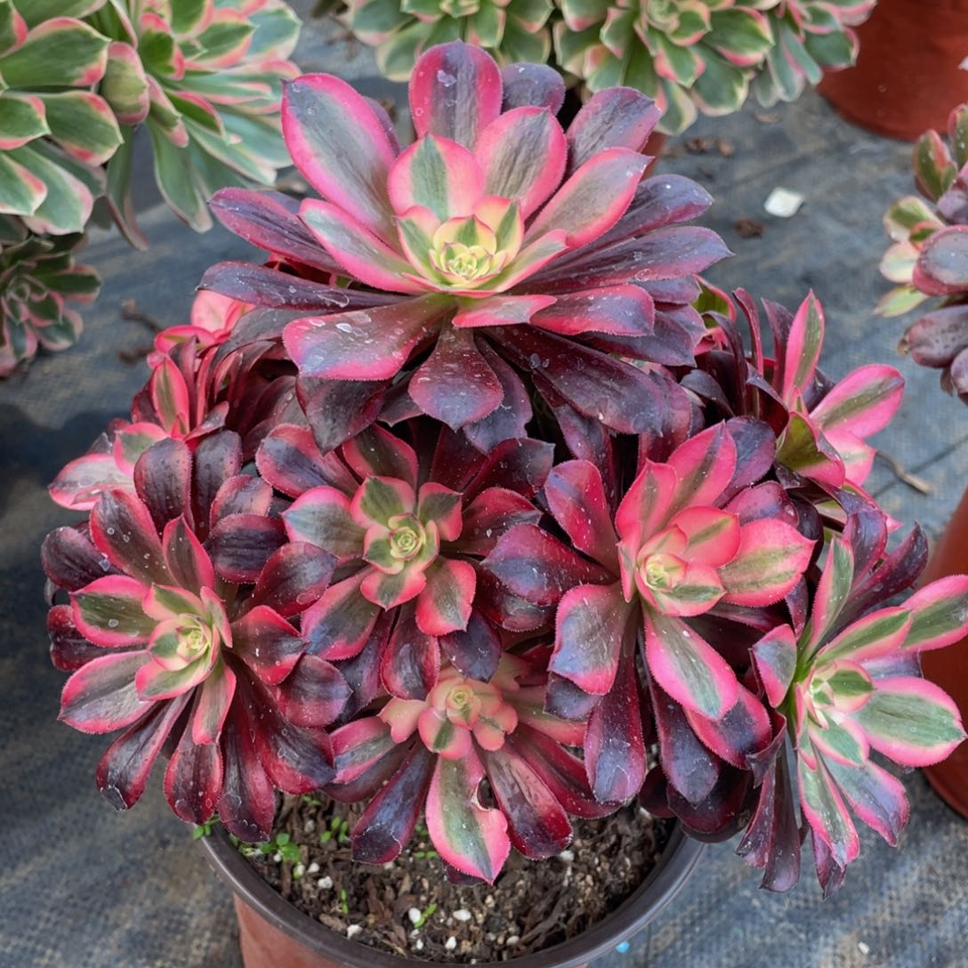 630美杜莎精品法师老桩