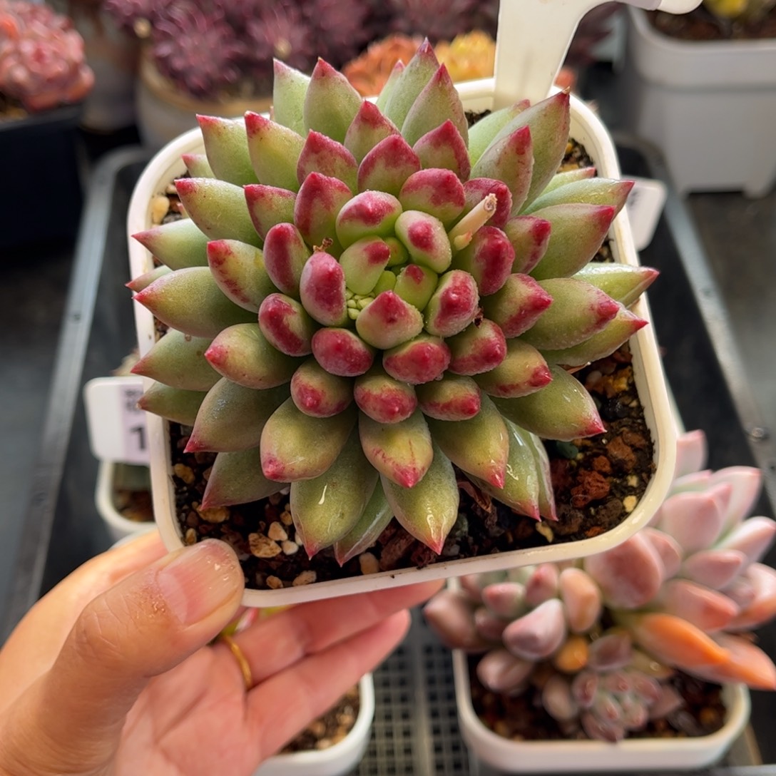 1013 天冷必拍保温箱