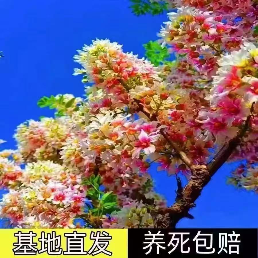 高品质文冠状元花树苗适合室内外种植四季观赏植物