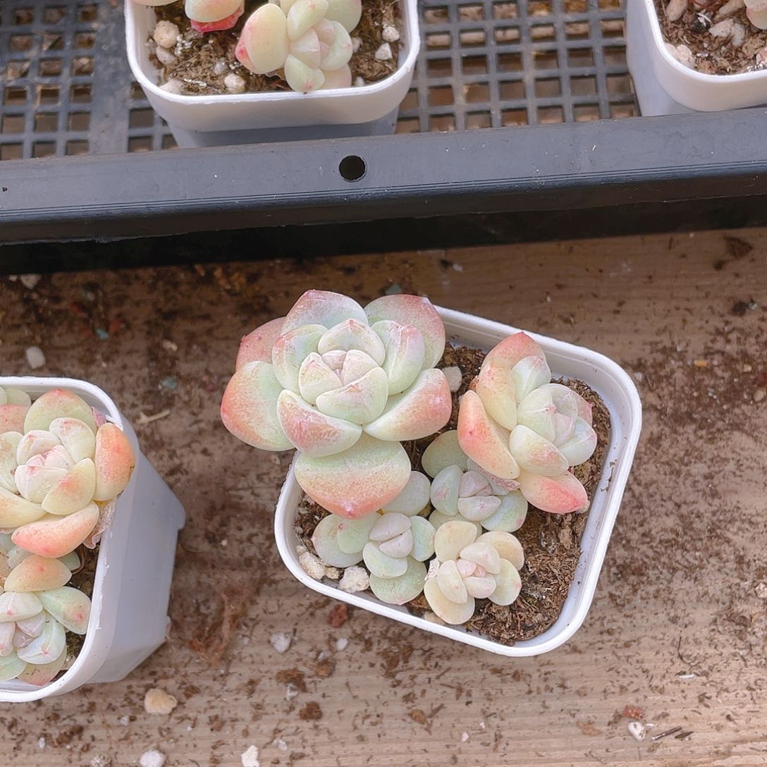 五头杆子冰玉不包整盆一个满25包邮