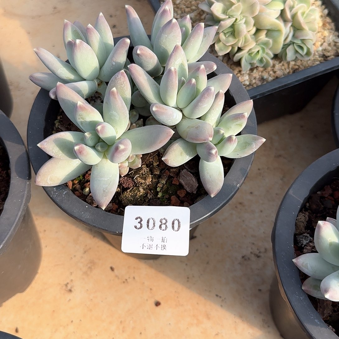 ❤️*3080号星空美人