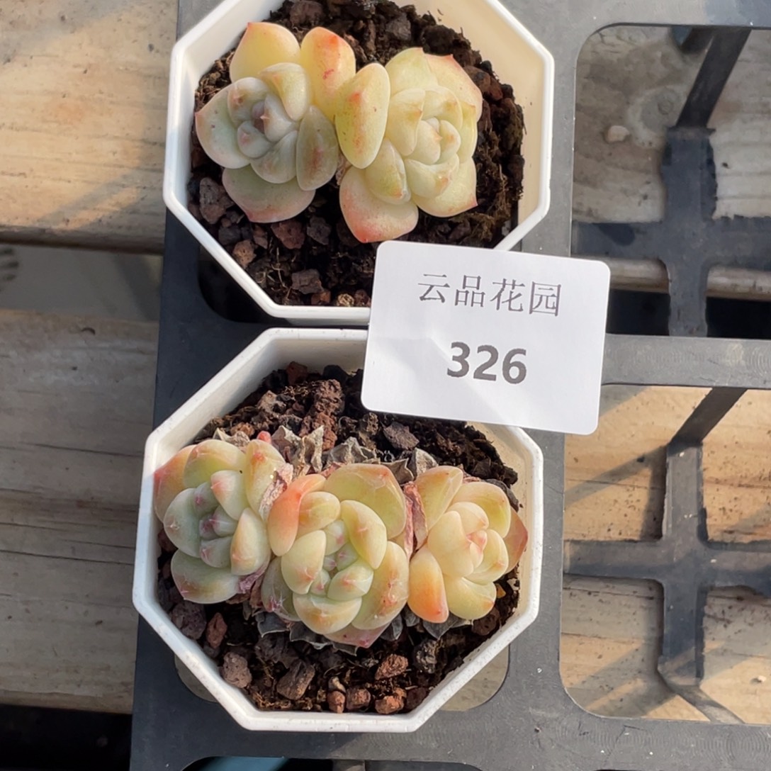 326号糖心冰心珍妮2 福利！