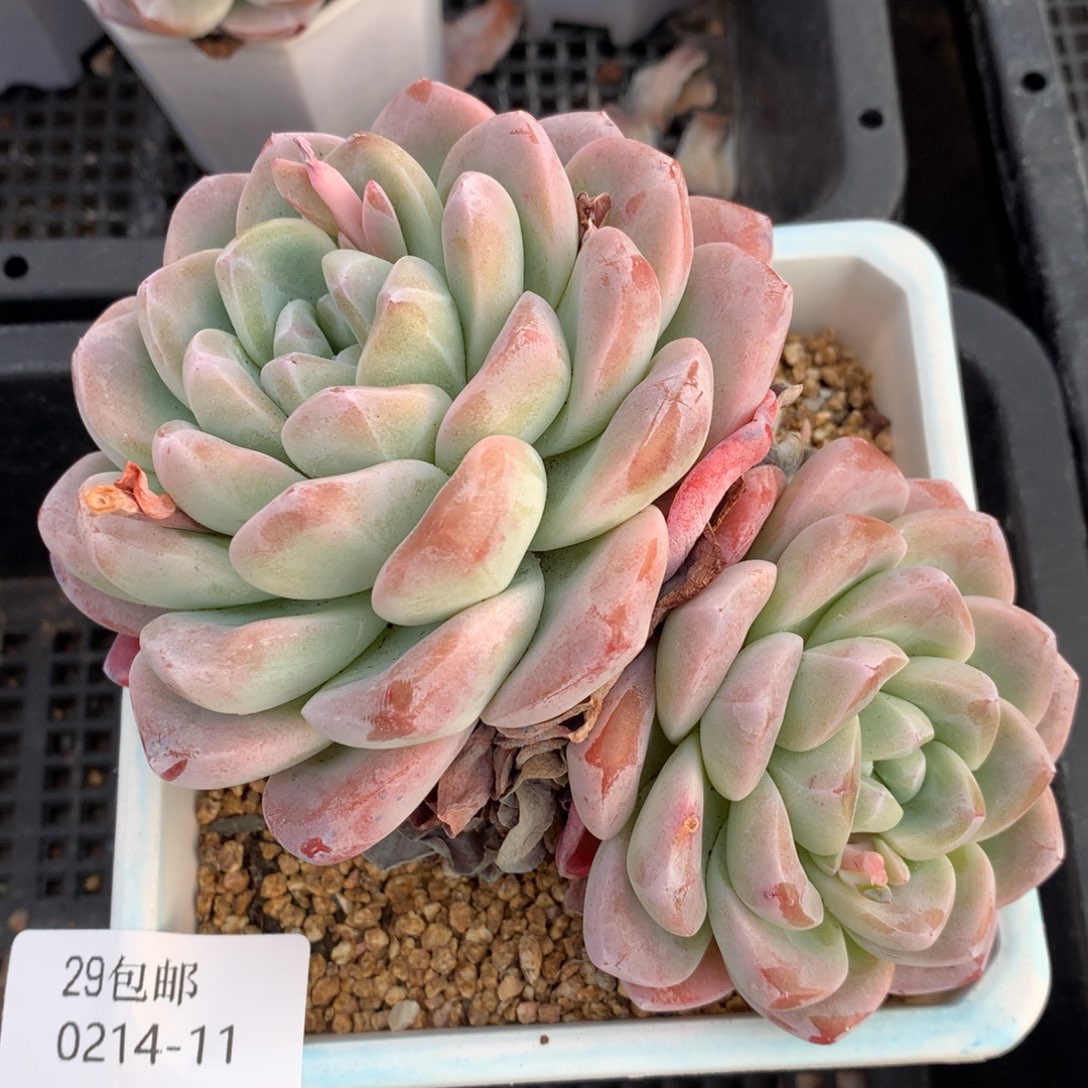 0214-11 老桩冰玉