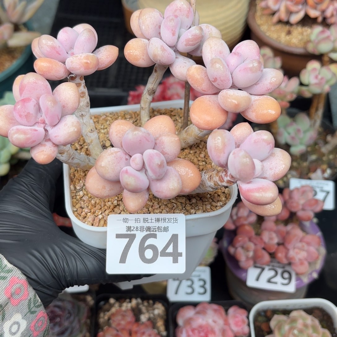 糖果桃蛋6头无盆土发货