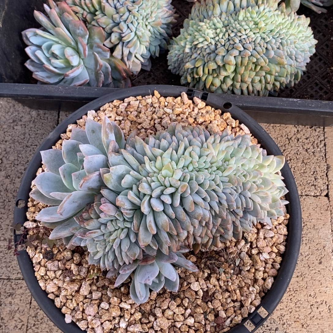 L***林小虎多肉一物一拍星影