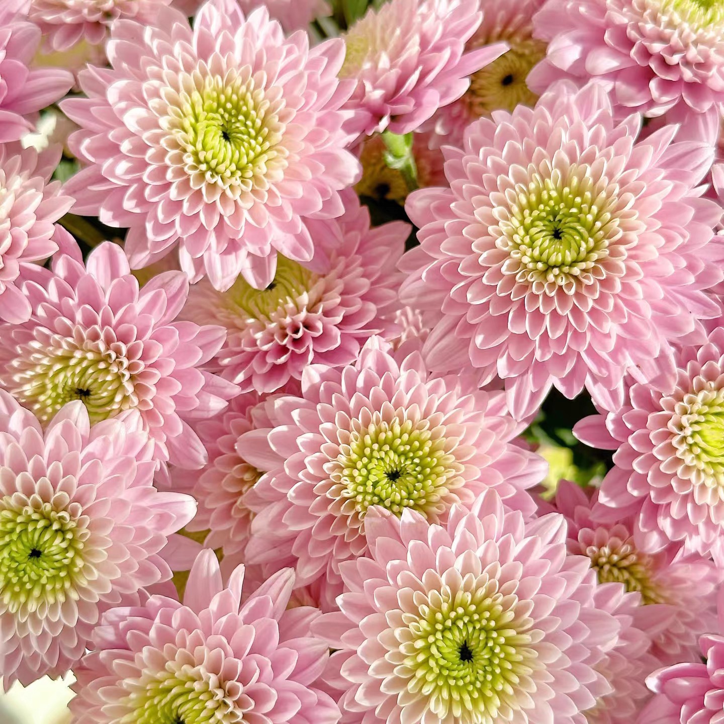 【十支小雏菊】基地直采直发小菊鲜切花插花雏菊鲜花（0度拍保温棉）