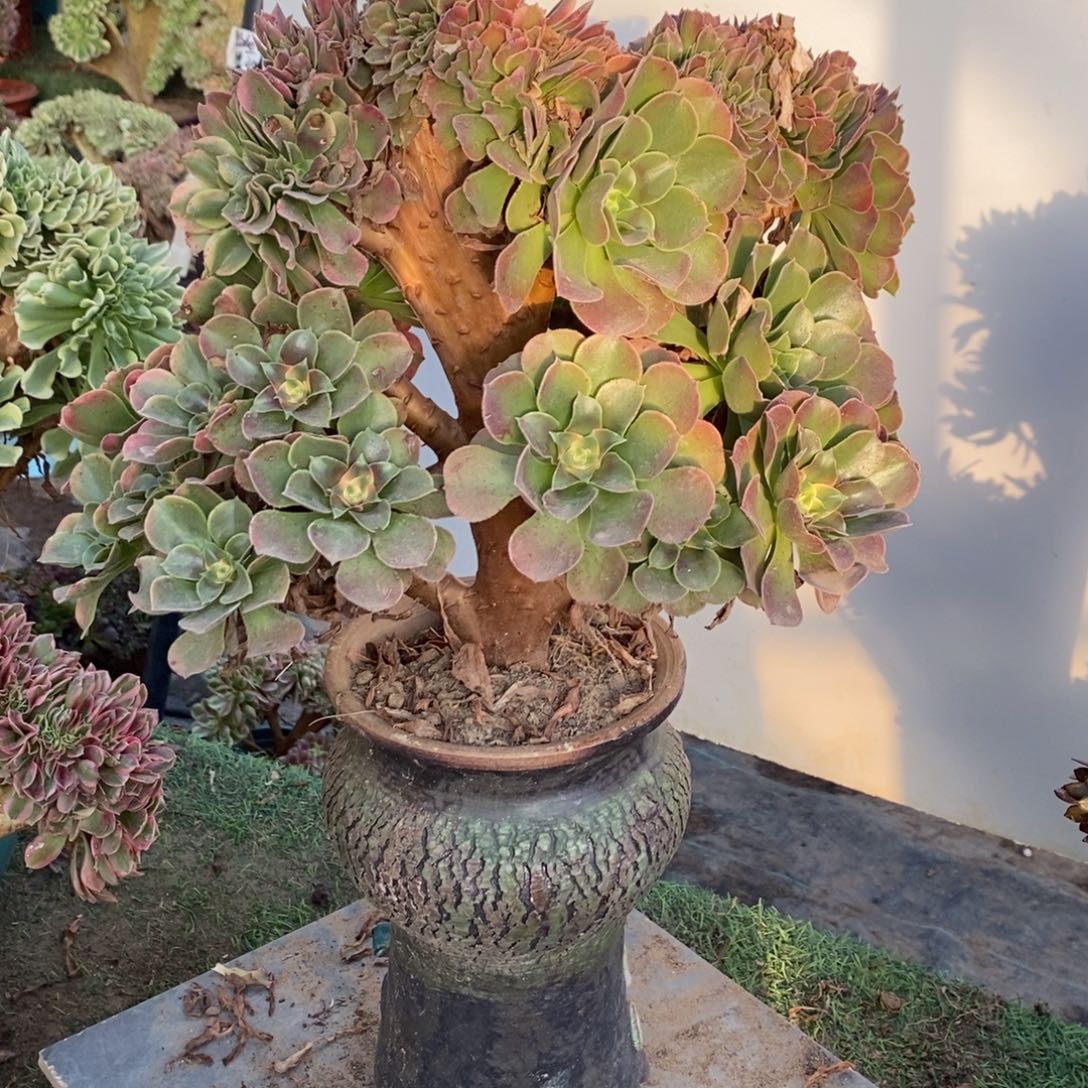 不开花植物1605号香妃缀化1颗