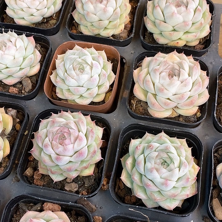 158。桃酪。福利多多