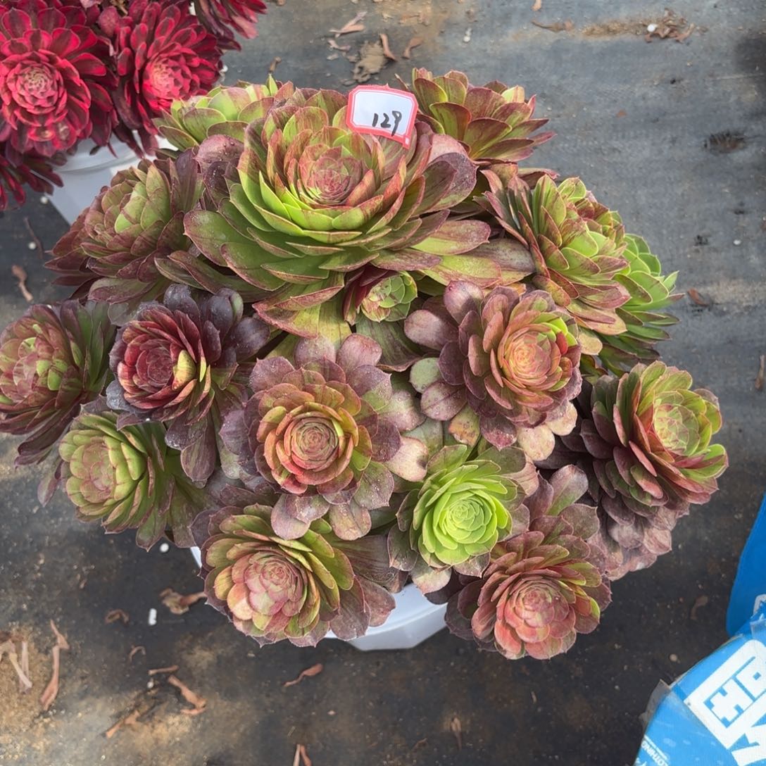 129花月夜多肉植物绿植