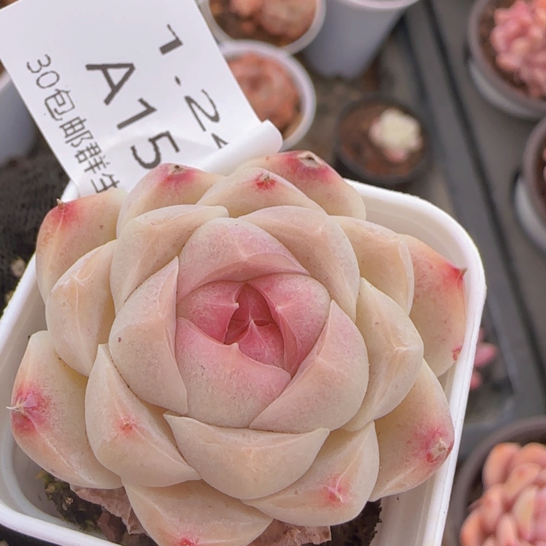 白桃汽水单头一颗脱土