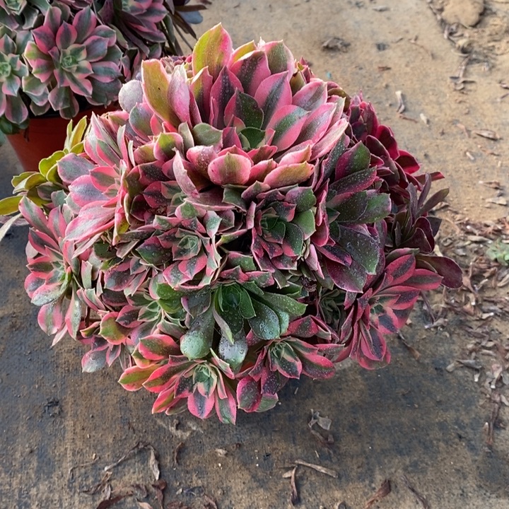 女妖28多肉植物法师的