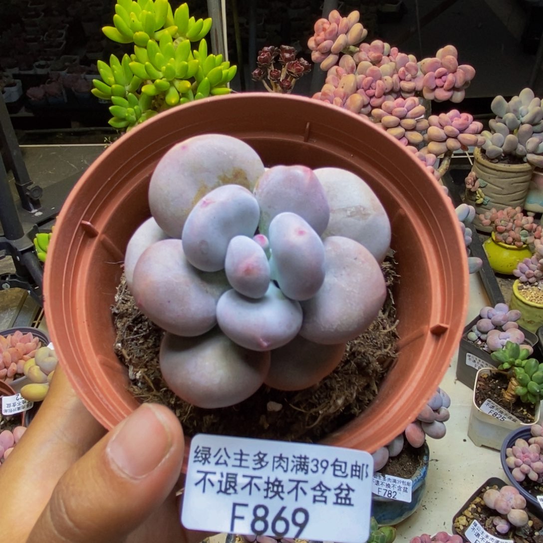 869大叶奶多肉6cm